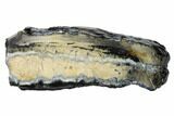 Mammoth Molar Slice with Case - South Carolina #165101-1